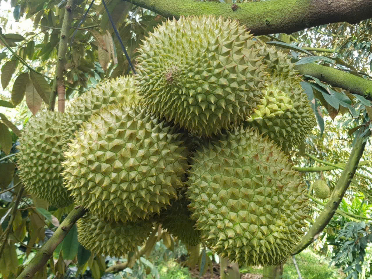 Product Consultation